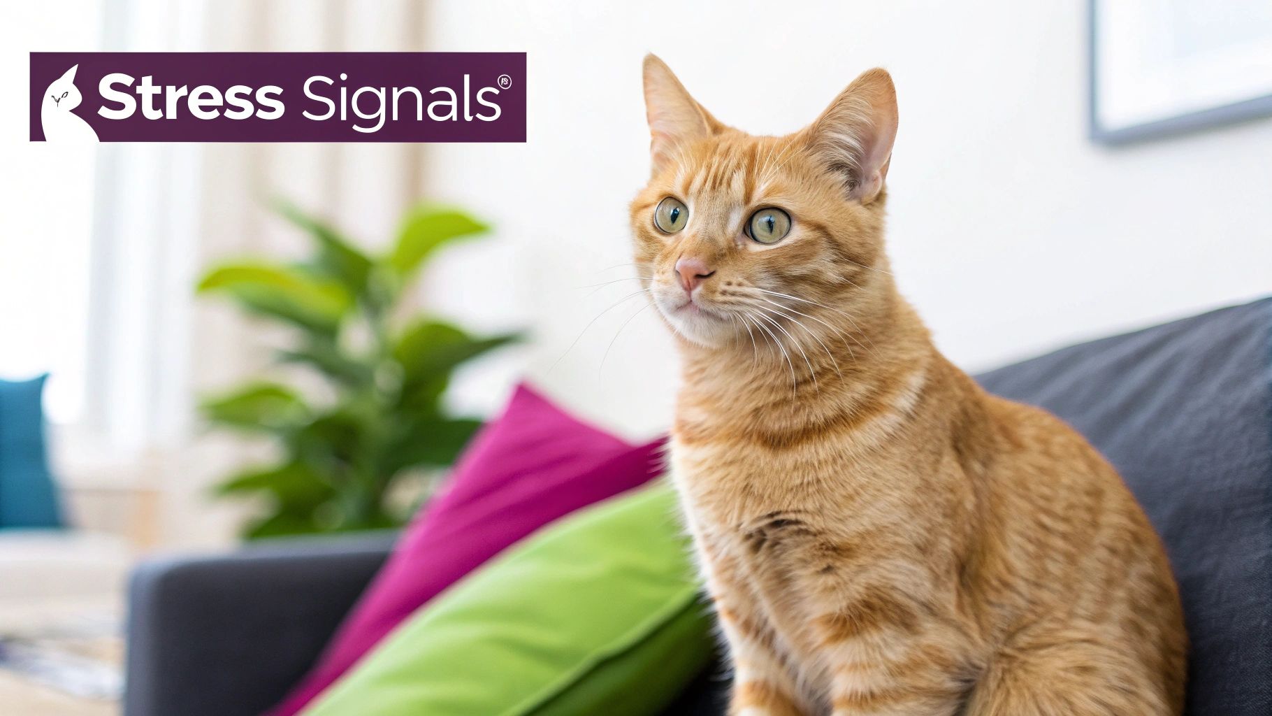 An alert orange tabby cat sits on a dark couch with colorful pillows and a 'Stress Signals' logo.