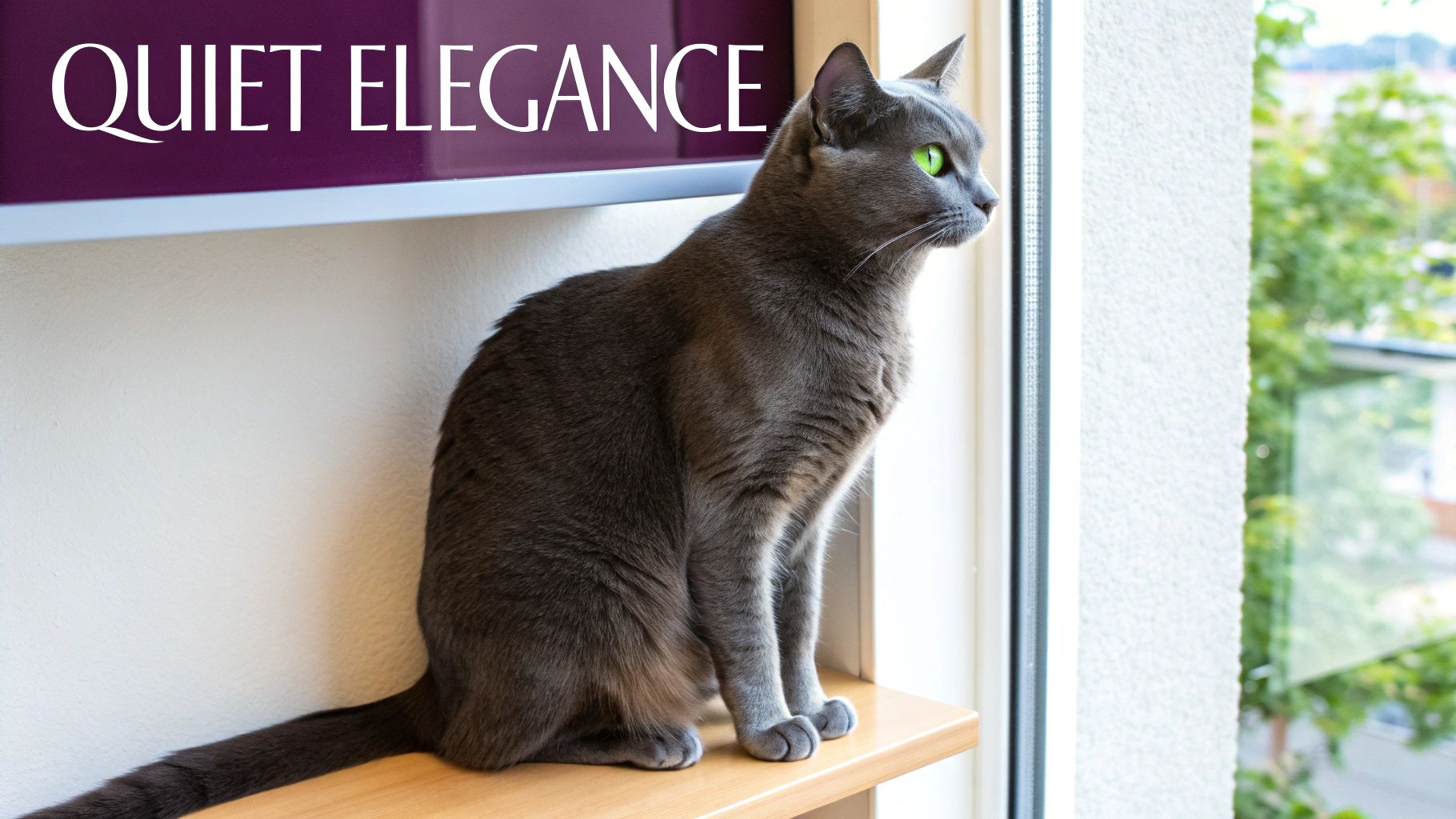 An elegant gray cat with vibrant green eyes sits peacefully on a shelf, looking out a window.