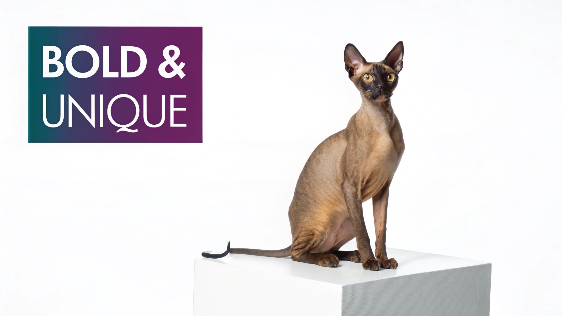 A unique hairless Sphynx cat with dark face markings sits on a white pedestal, text reads BOLD & UNIQUE.