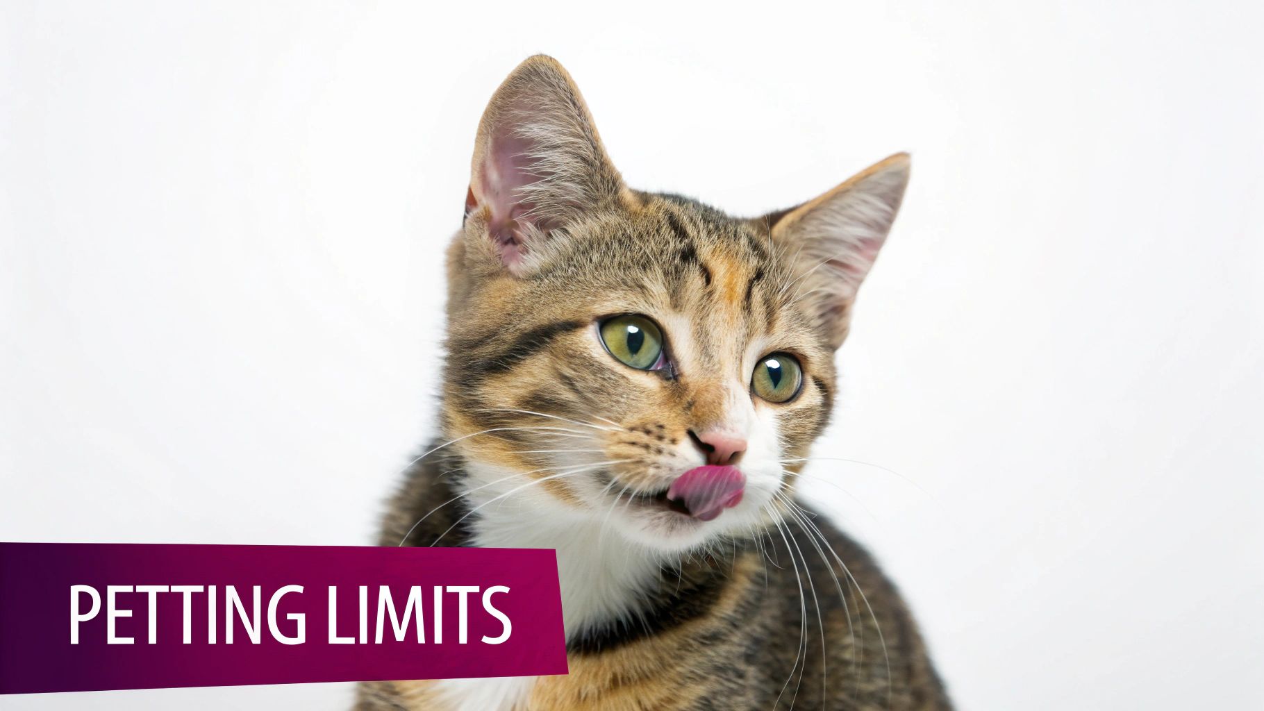 A close-up of a cute tabby kitten with green eyes, licking its nose. A 'PETTING LIMITS' banner is visible.
