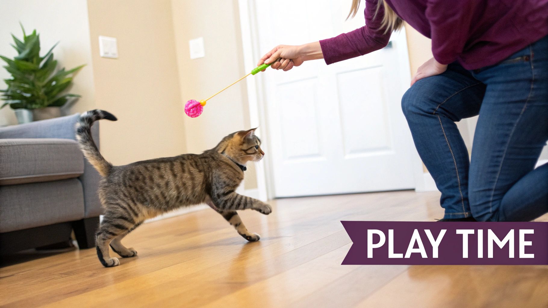 A person plays with a brown tabby cat using a pink wand toy on a wooden floor.