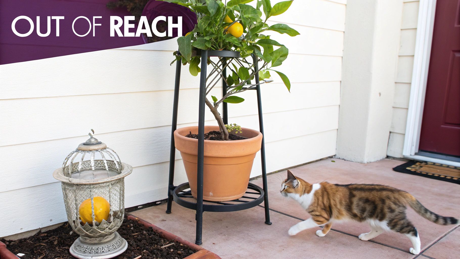 A calico cat walks past a potted lemon tree on a tall stand, with lemons out of reach.
