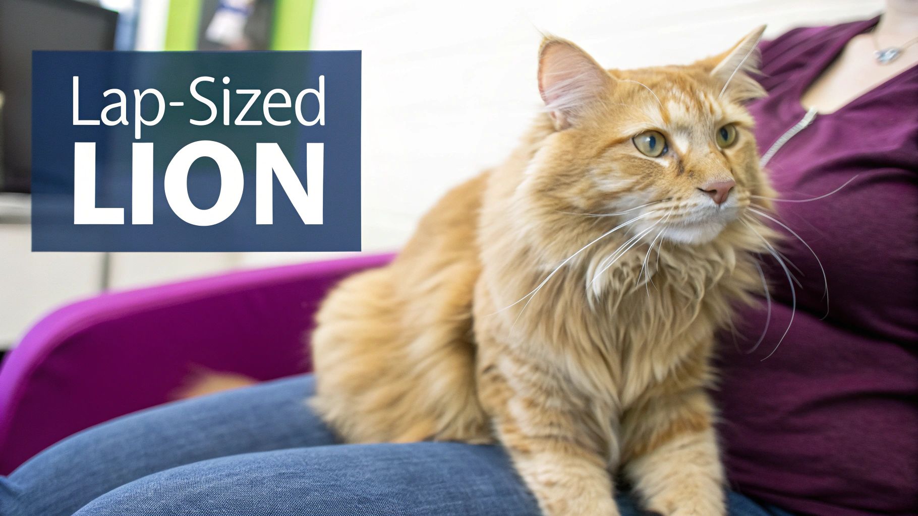 An affectionate orange domestic longhair cat looking at the camera with curiosity.