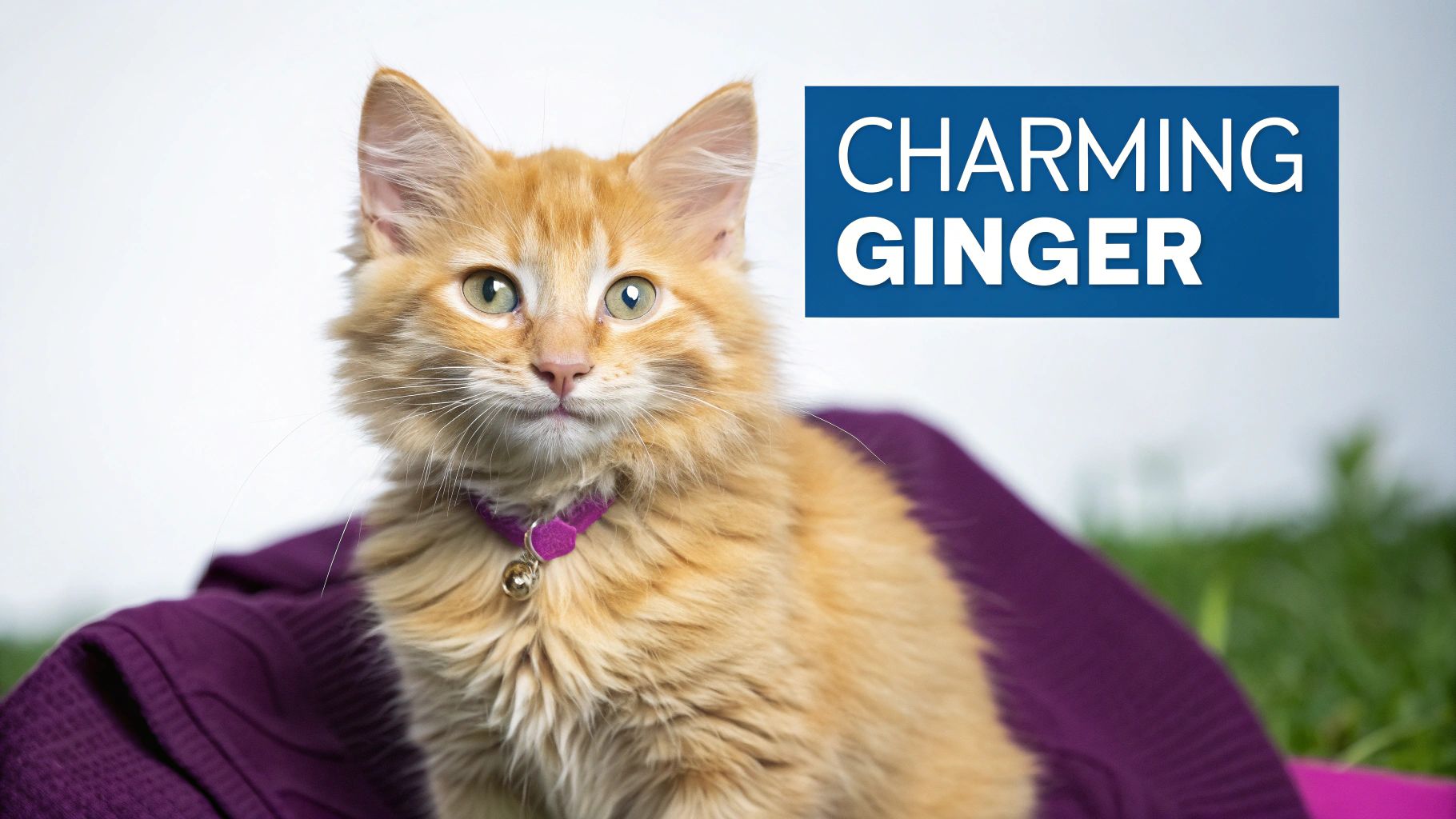 A cute fluffy orange kitten with green eyes wears a purple collar, sitting beside text 'Charming Ginger'.
