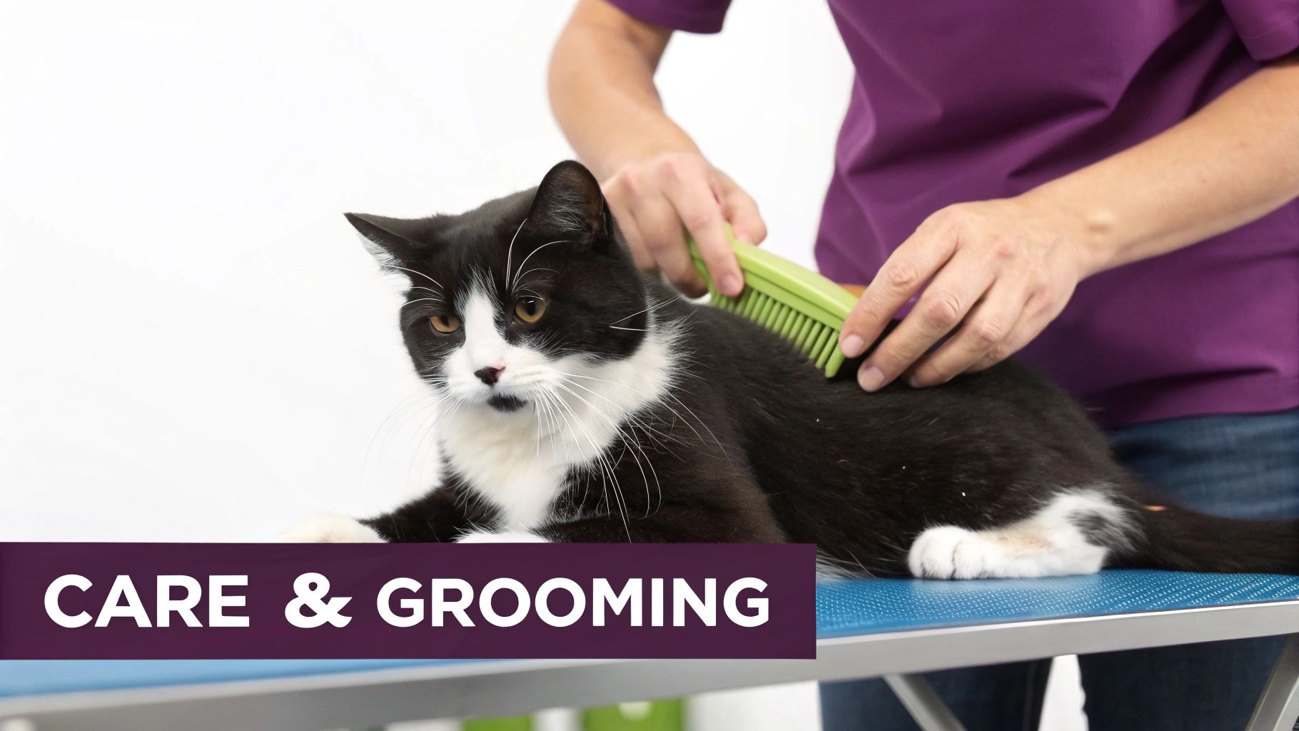 A person gently grooms a black and white tuxedo cat with a green brush on a table.