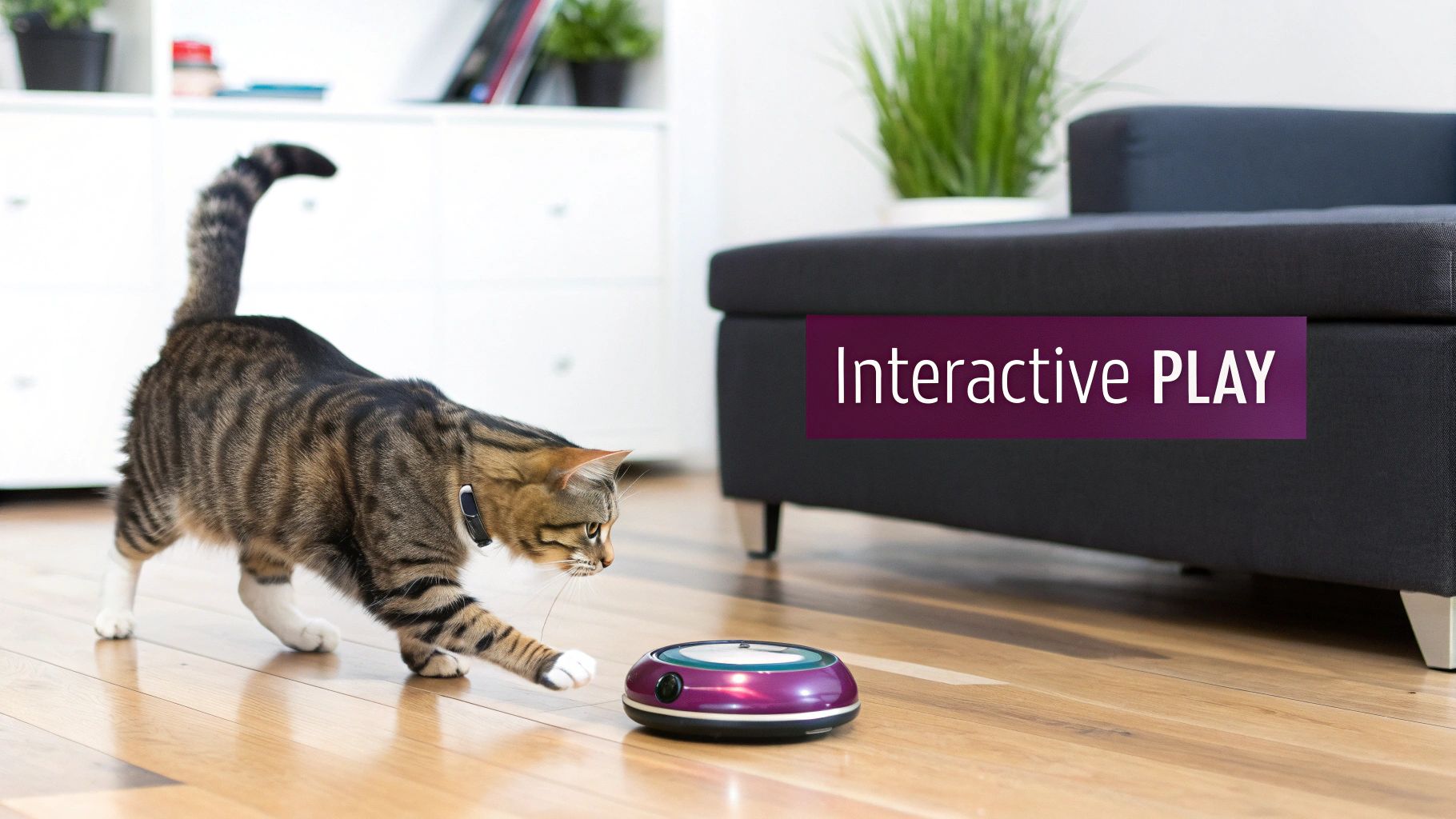 A tabby cat wearing a collar playfully interacts with a small purple robot toy on a wooden floor.