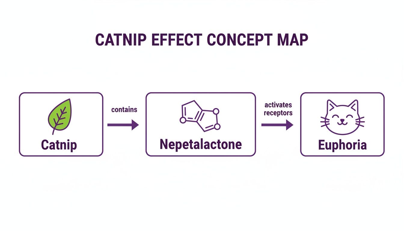 Concept map illustrating how catnip contains nepetalactone, which activates receptors causing euphoria in cats.