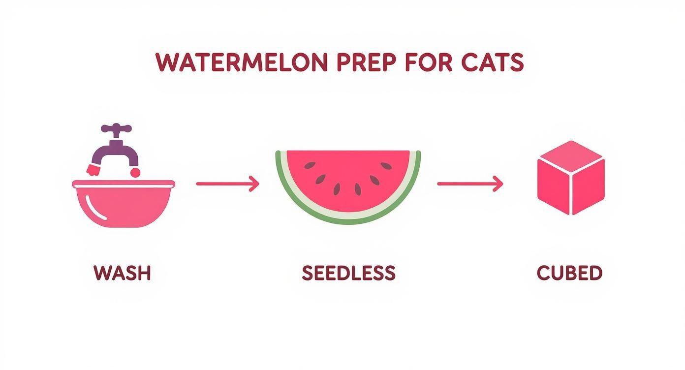 Infographic about can cats eat watermelon