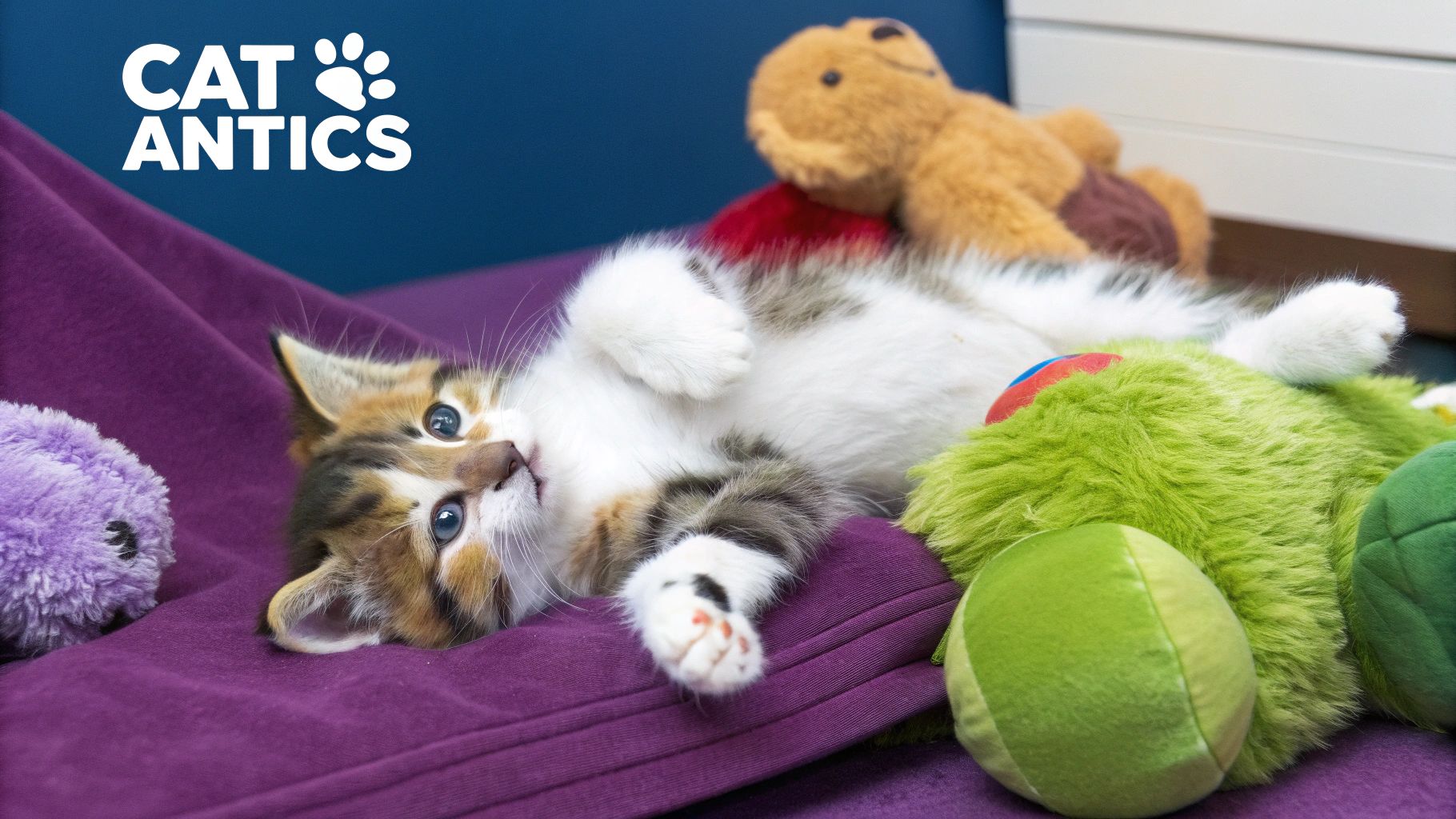 A fluffy cat ecstaticaly rolling on its back next to a catnip toy