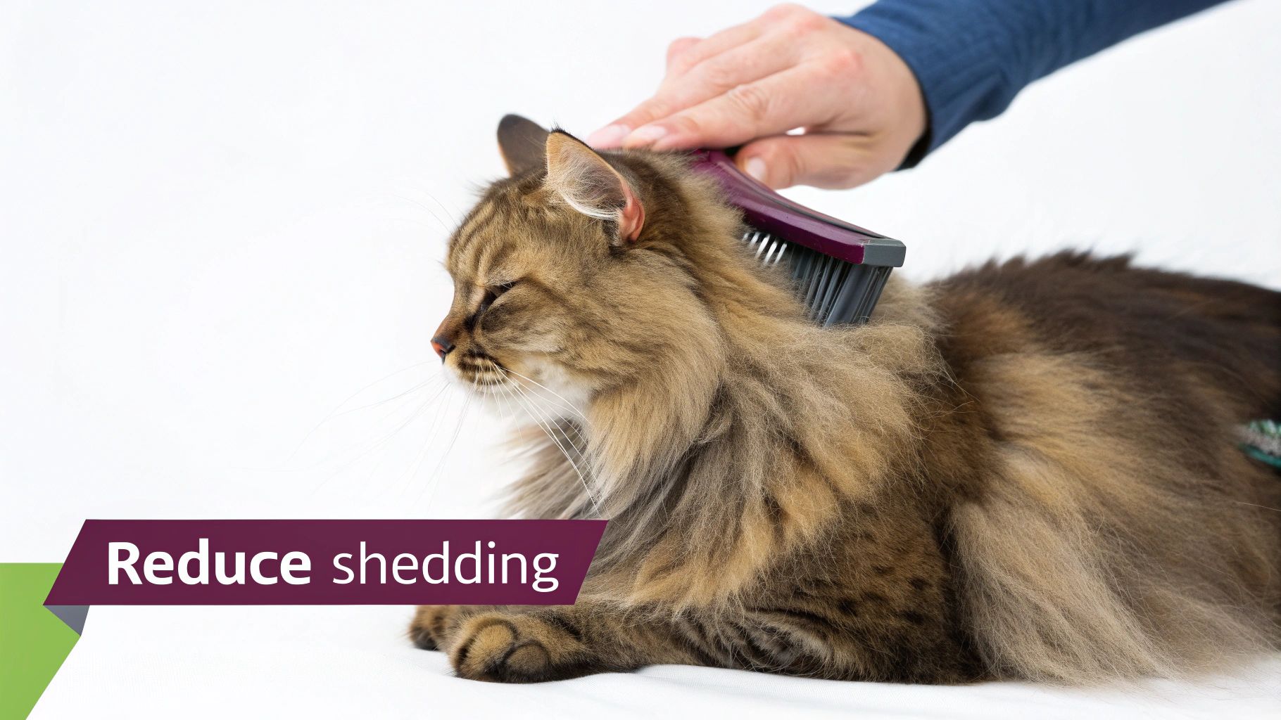 A person using an undercoat rake to groom a fluffy, long-haired cat.