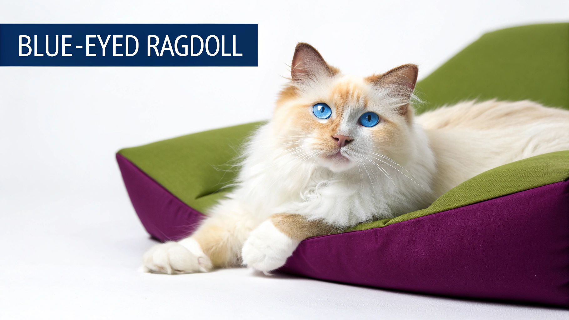 A beautiful fluffy cream and orange point Ragdoll cat with piercing blue eyes lies on a green and purple pet bed.