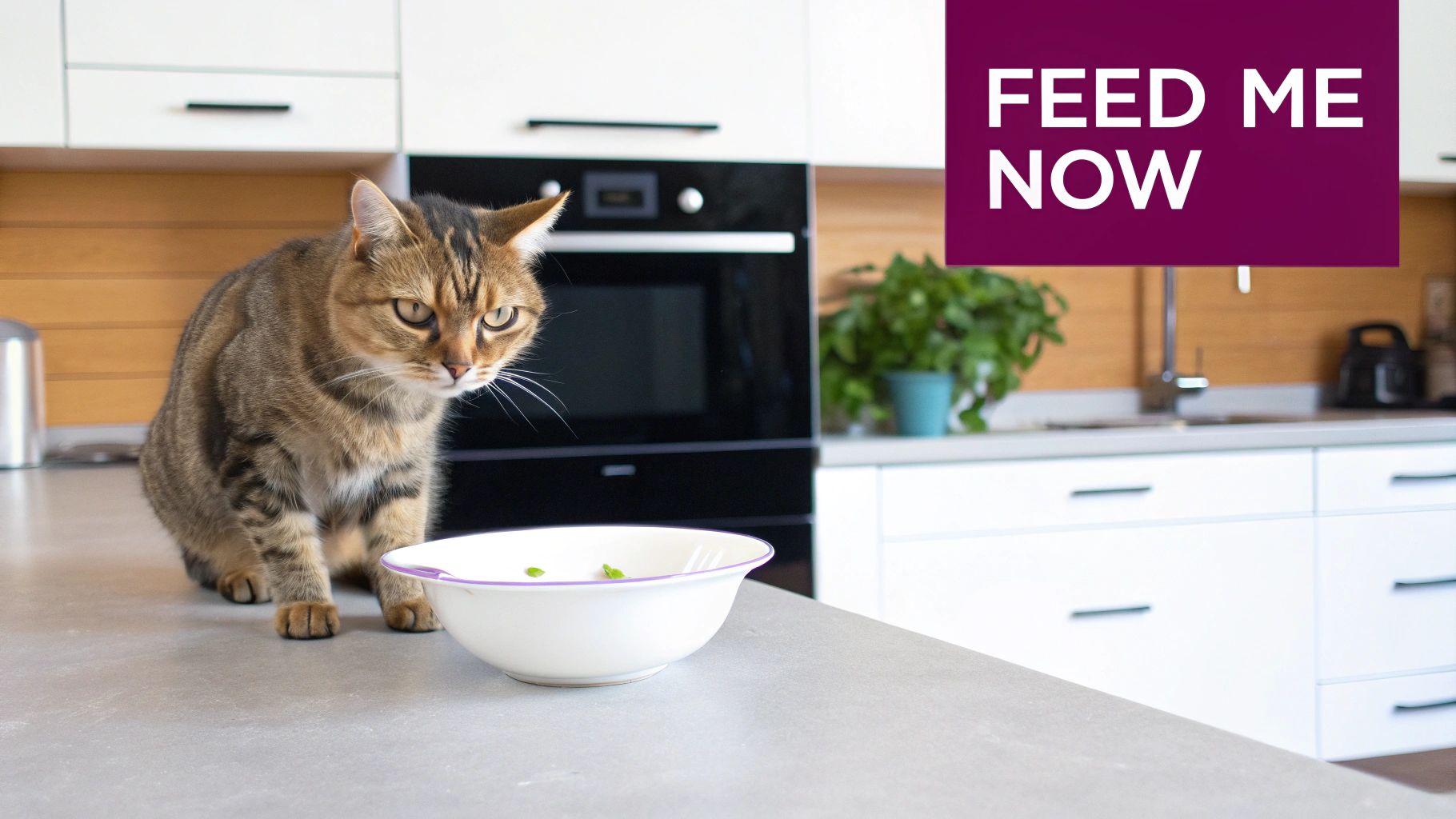 A cat sitting next to an empty food bowl, looking up expectantly.