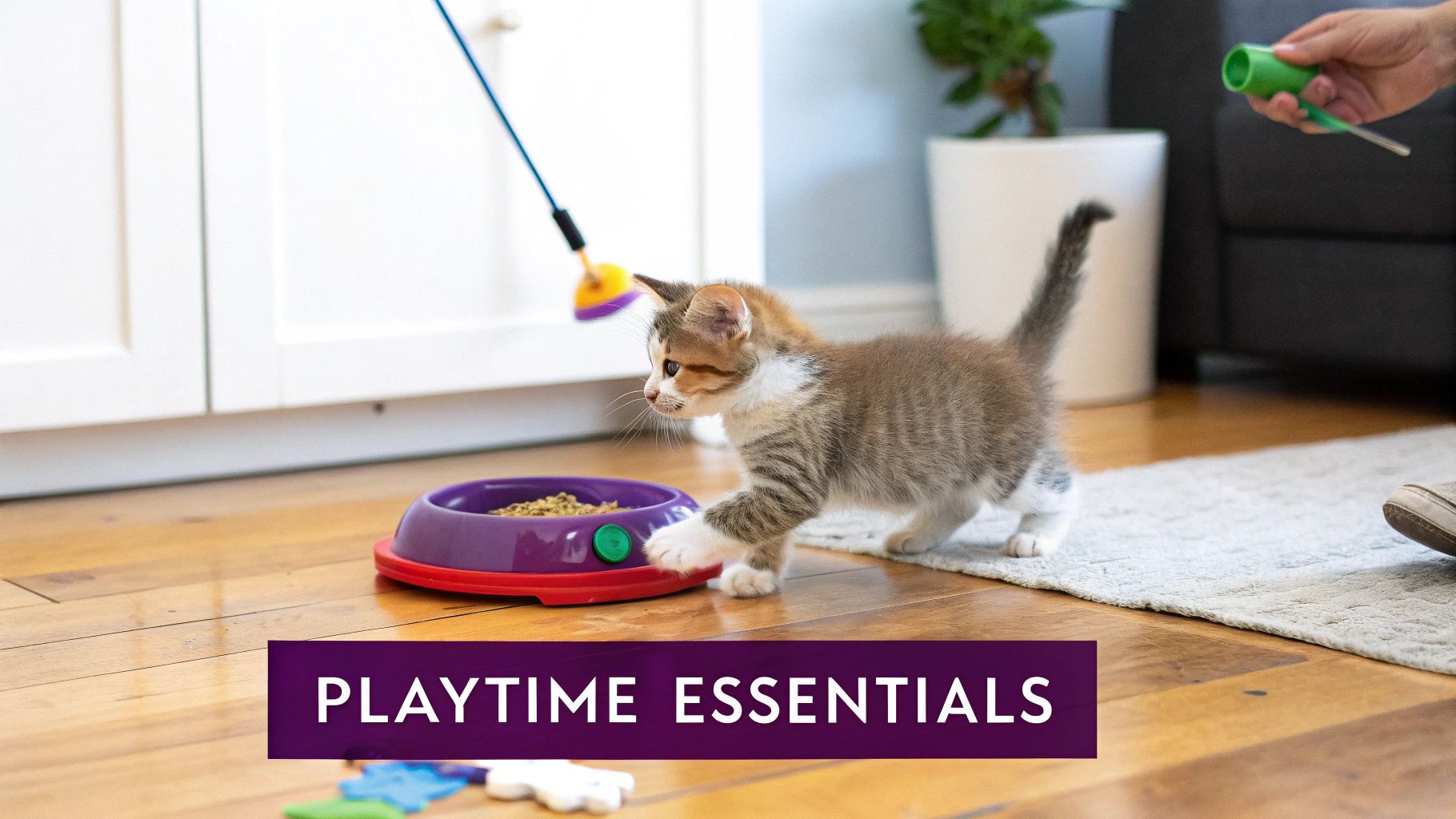 A cute kitten explores its purple food bowl, surrounded by various playtime essentials.