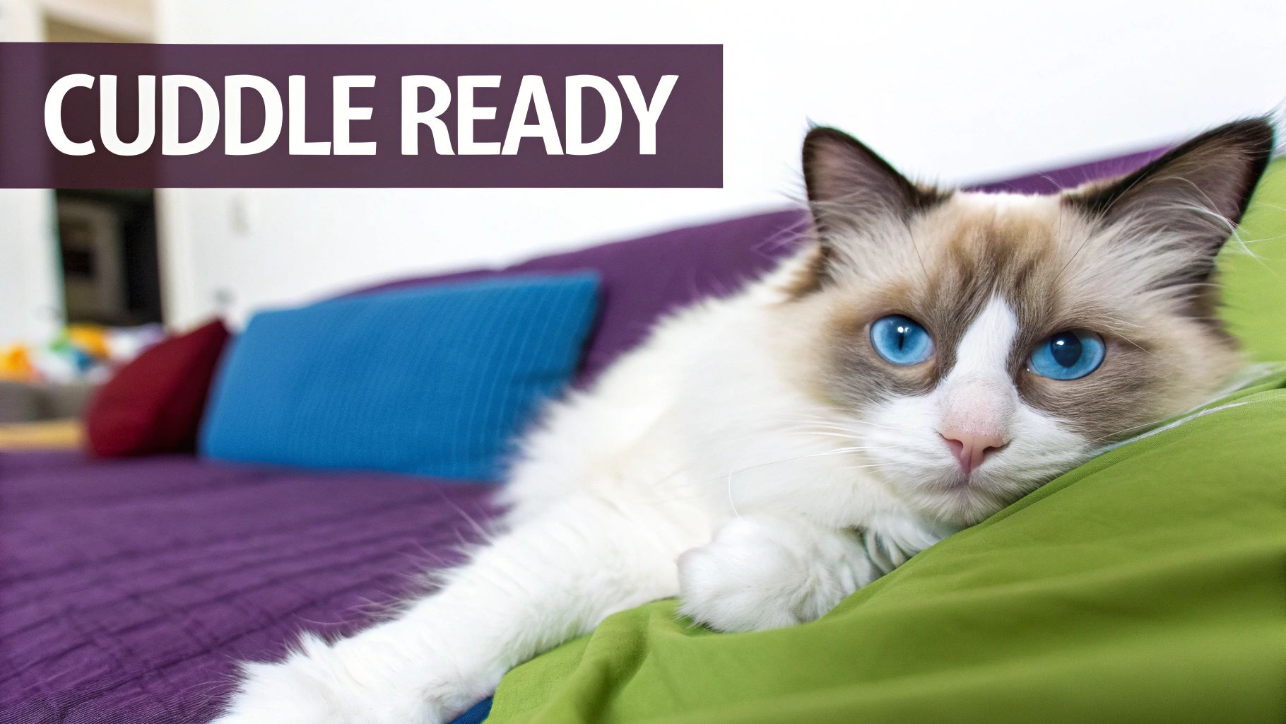 A beautiful fluffy ragdoll cat with piercing blue eyes lies on a green blanket, looking cuddle ready.