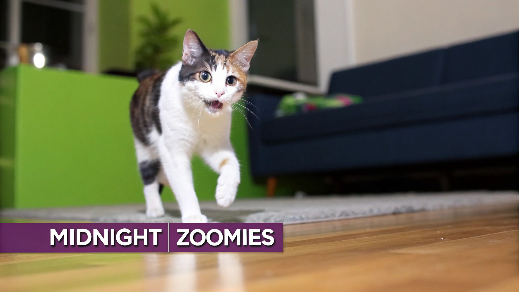 A playful calico cat, Midnight, mid-stride with mouth open, experiencing a burst of zoomies.