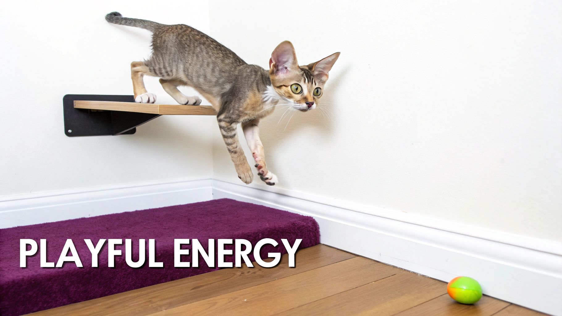 A playful tabby cat with large ears jumps from a wooden wall shelf towards a purple mat.