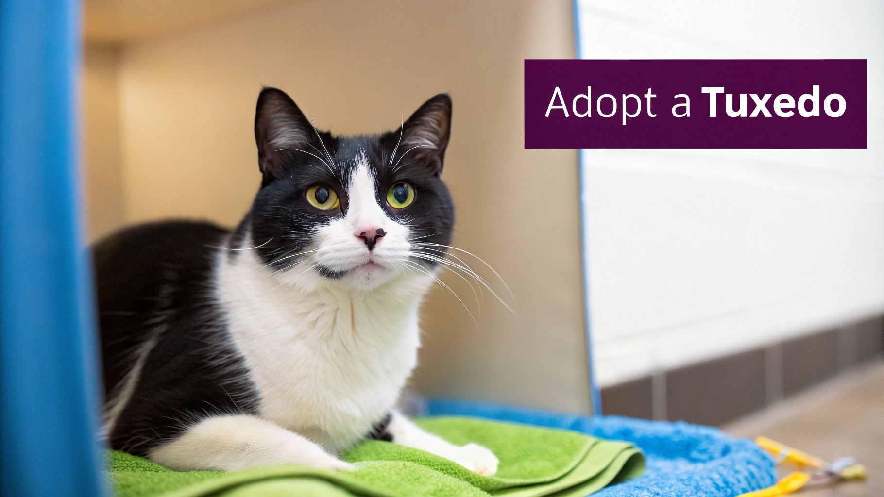 A black and white tuxedo cat with bright green eyes lies on a green towel, with "Adopt a Tuxedo" text.