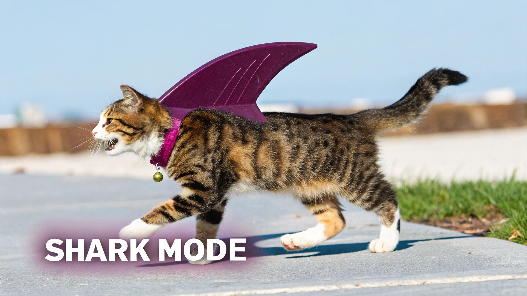 Shark Cat Costume