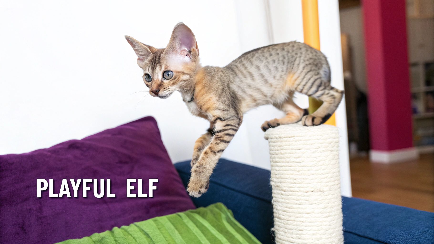 A playful striped kitten with large ears jumps towards a scratching post next to colorful cushions.