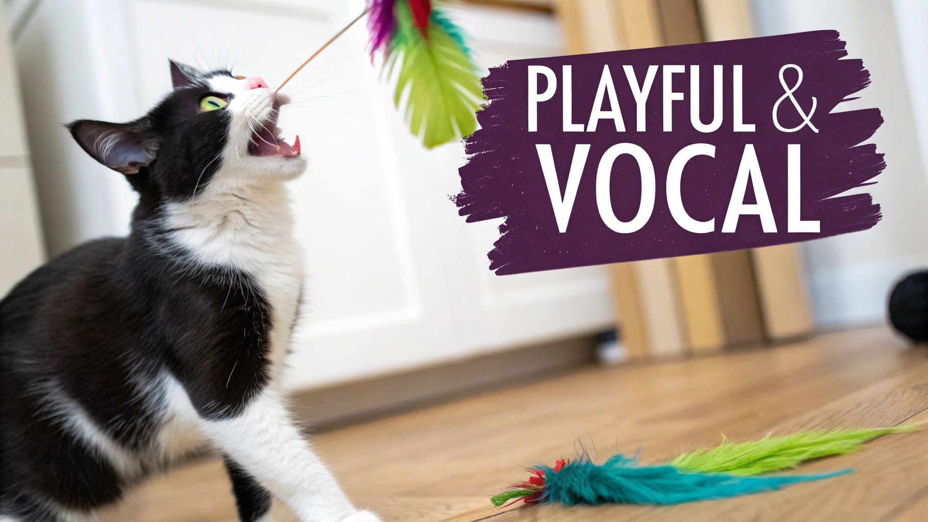 A playful tuxedo cat with green eyes pounces on a colorful feather wand toy, looking vocal.