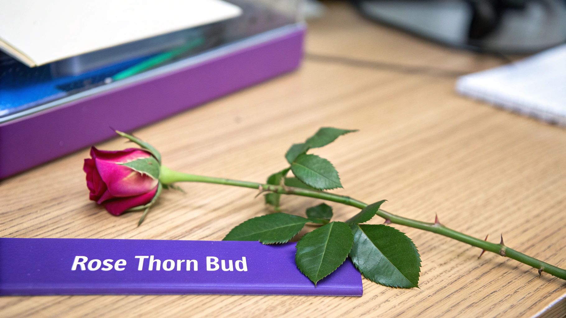 Rose, Thorn, and Bud