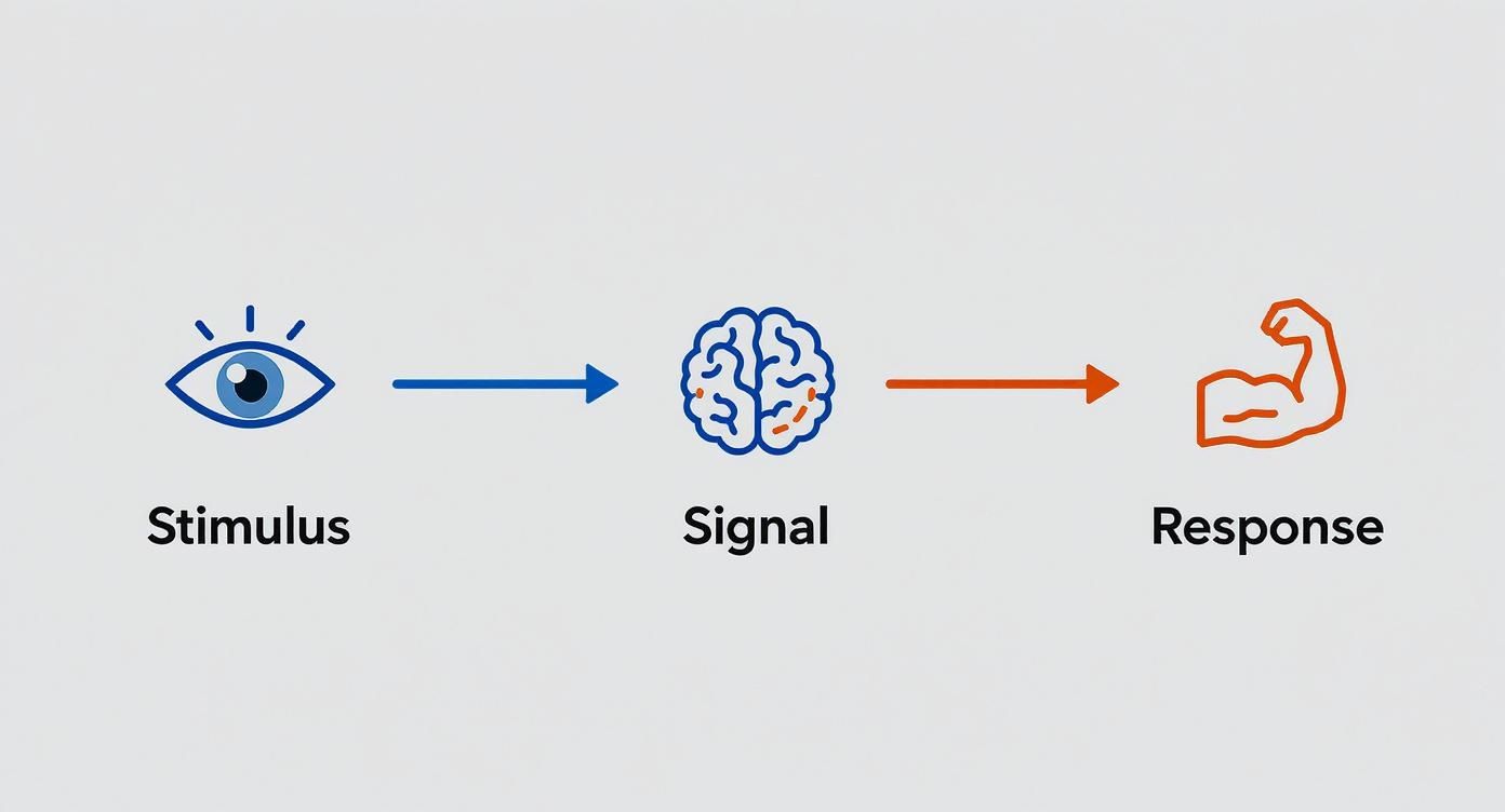 Infographic about how to improve reflexes