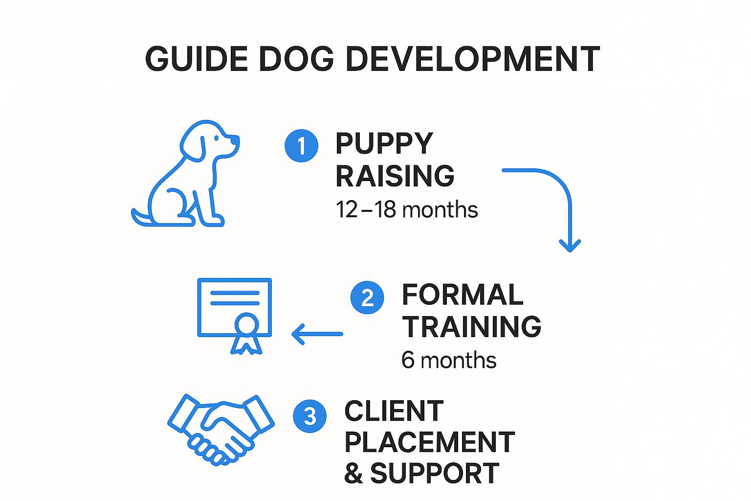 Infographic showing the three-step development journey of a guide dog, from puppy raising to formal training and client placement.