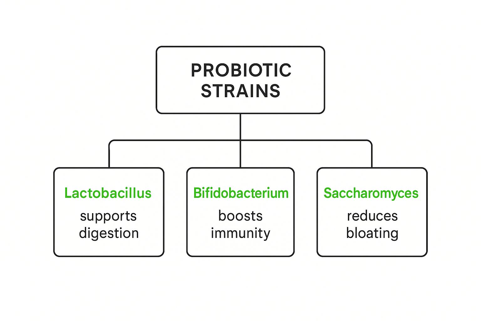 Infographic about probiotics for gut health