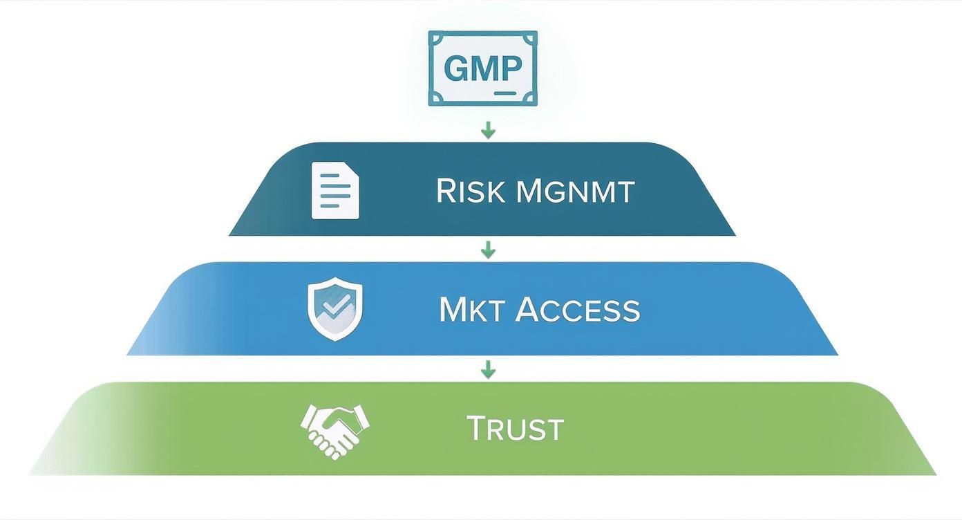 Infographic about gmp supplement certification