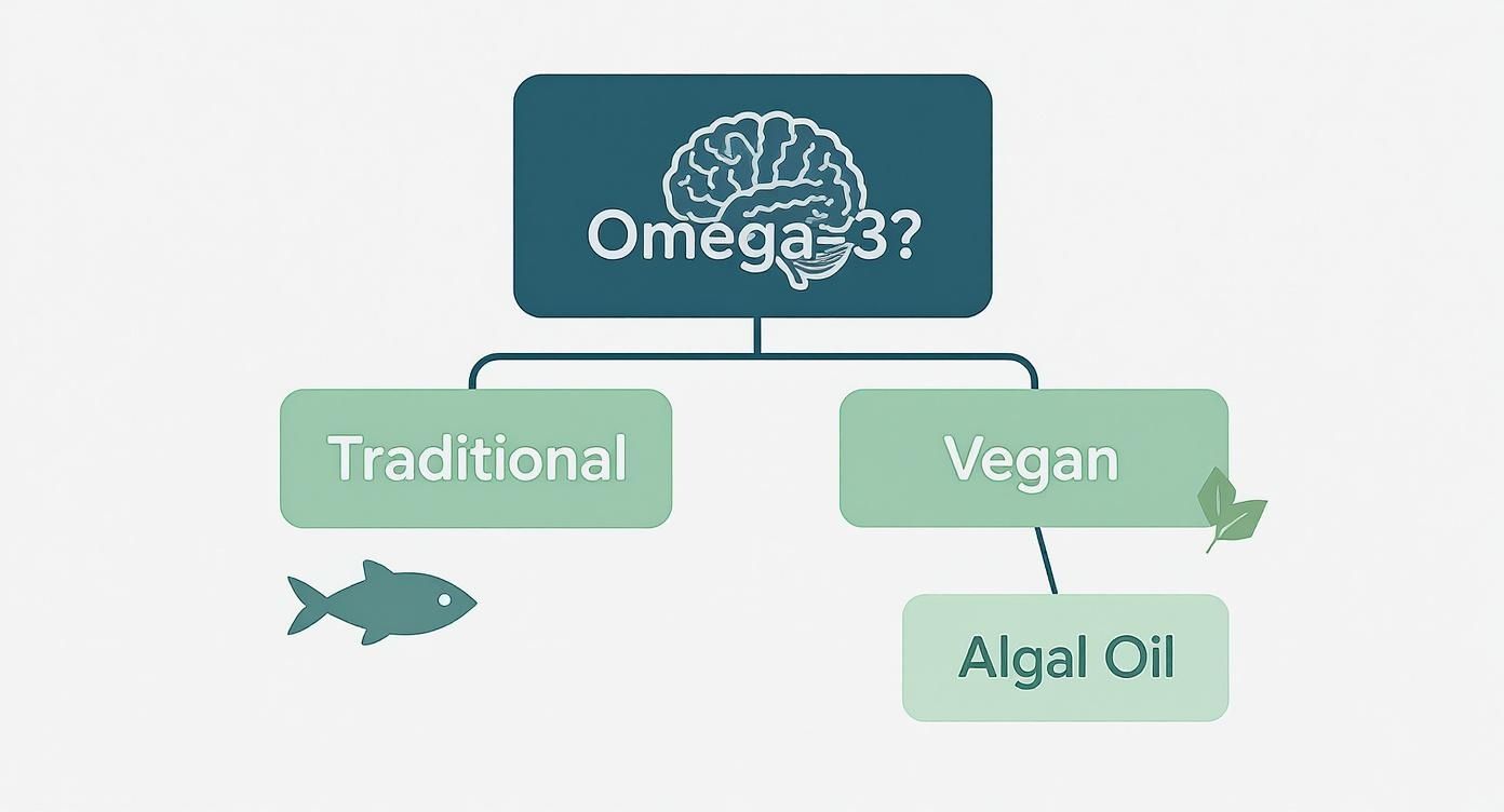 Flowchart illustrating Omega-3 sources: traditional from fish and vegan from algal oil for brain health.