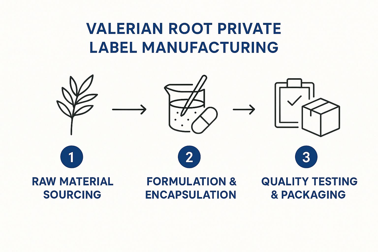 Infographic showing the three-step process of Valerian Root private label manufacturing: Raw material sourcing, Formulation & encapsulation, and Quality testing & packaging.