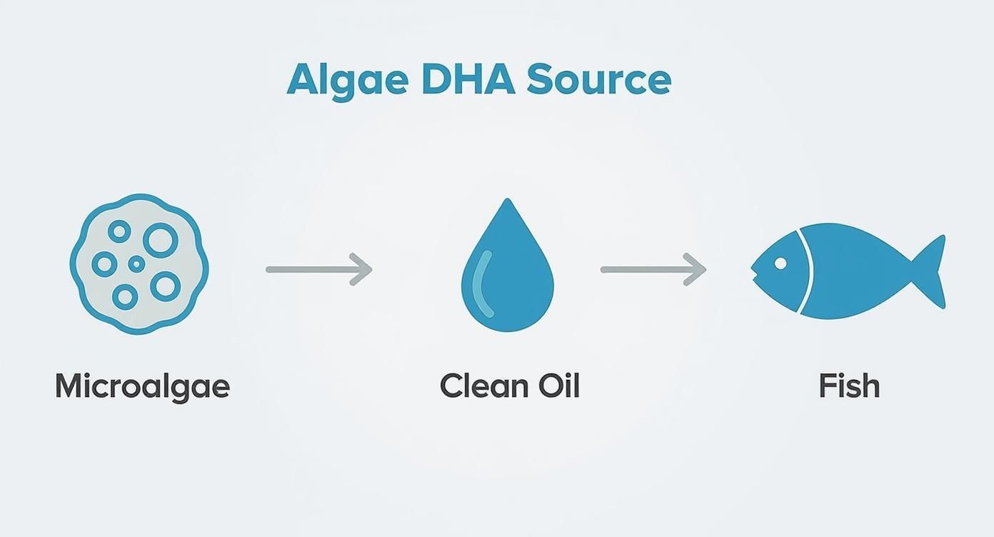 Infographic about dha from algae