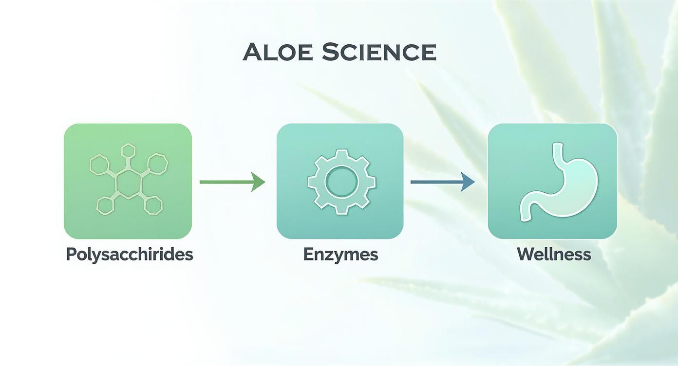 Infographic showing how polysaccharides and enzymes in aloe vera contribute to wellness.