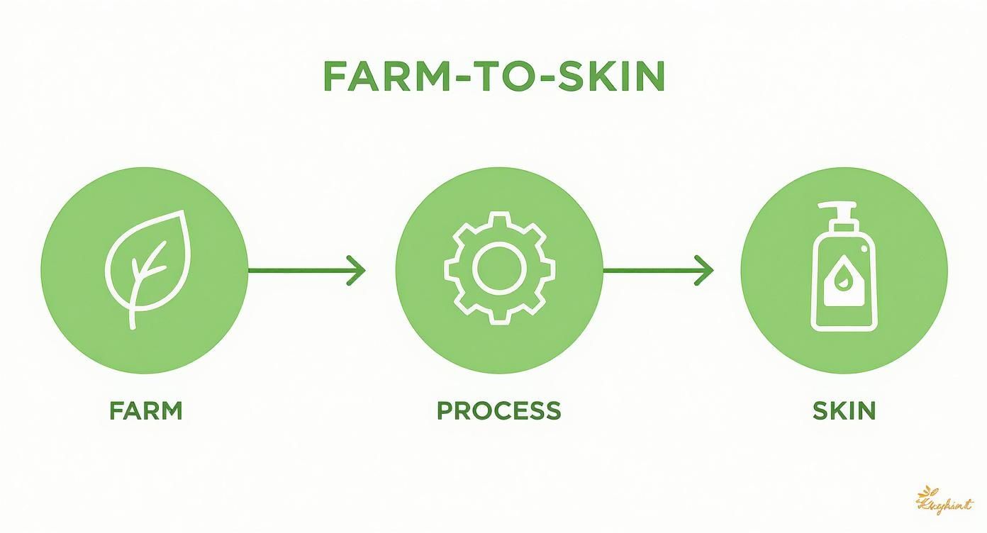 Infographic about aloe vera body lotion