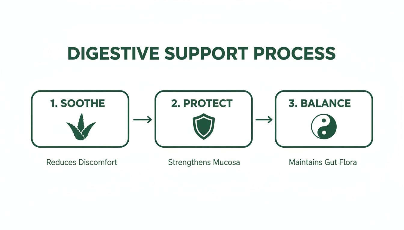 A three-step digestive support process: soothe with aloe vera, protect with a shield, and balance gut flora.