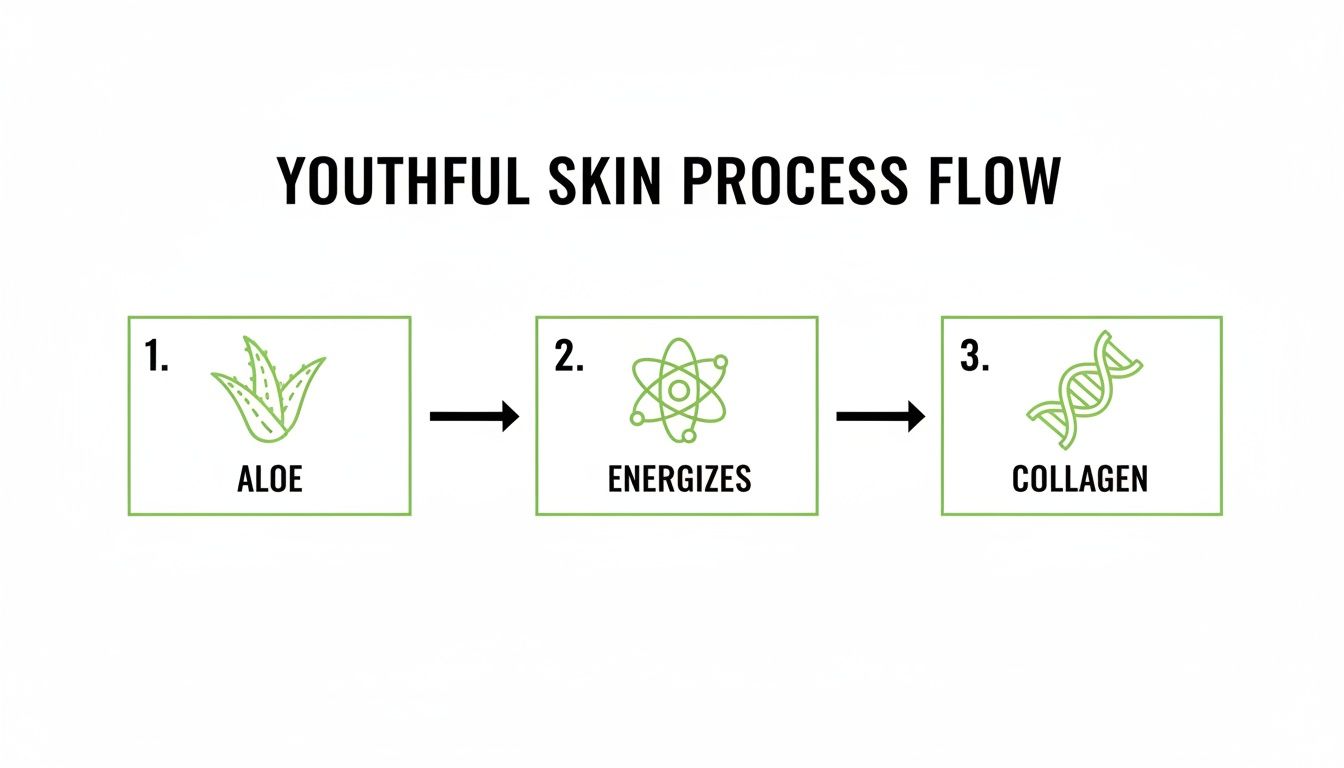 Infographic detailing a youthful skin process flow: aloe vera leading to energizing and collagen.