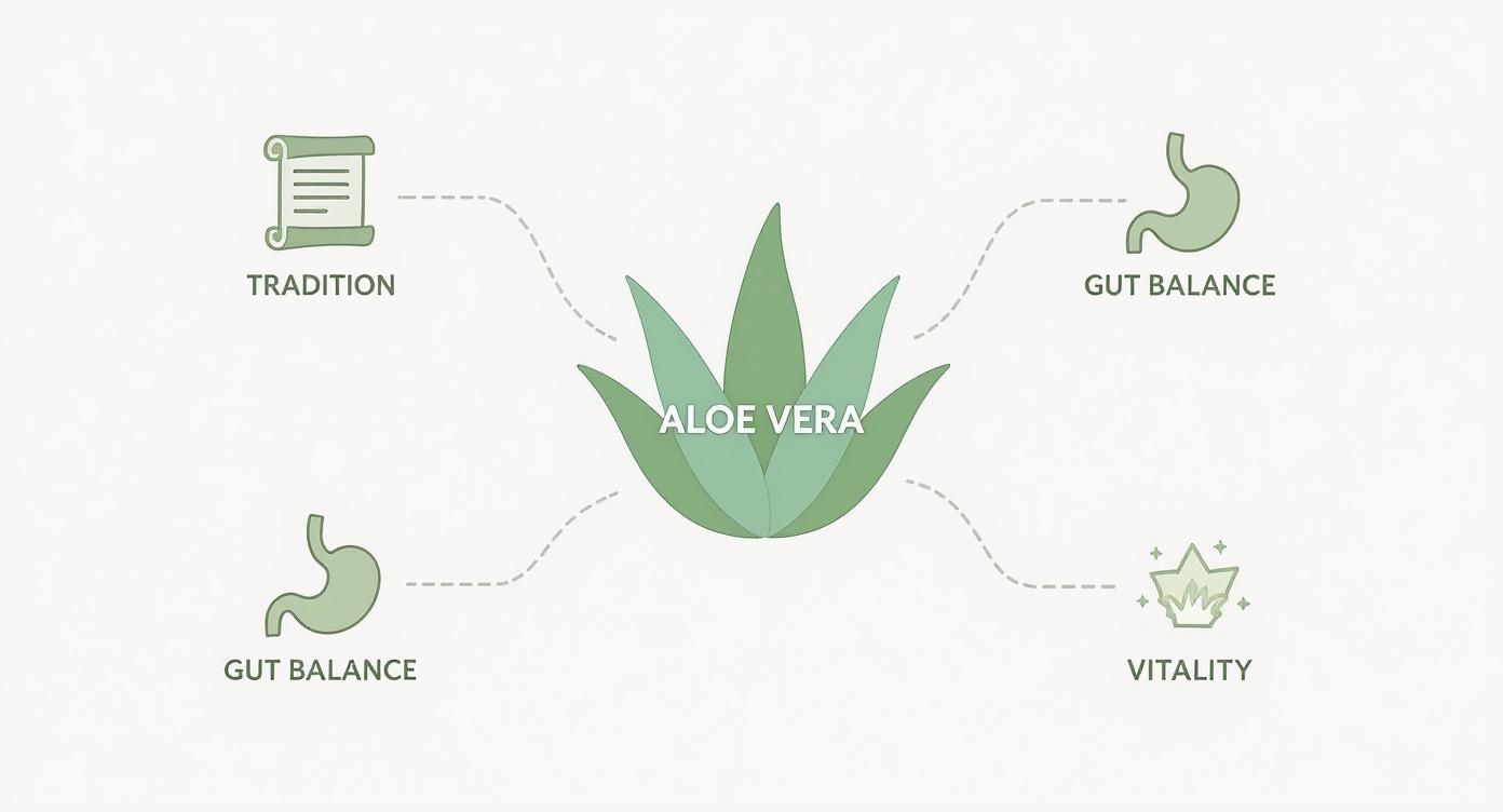 Infographic about aloe vera for gut health