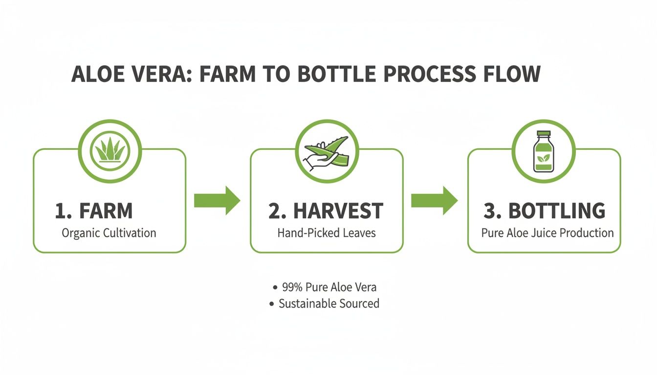 Aloe vera farm to bottle process flow showing organic cultivation, hand-picked leaves, and pure juice bottling.