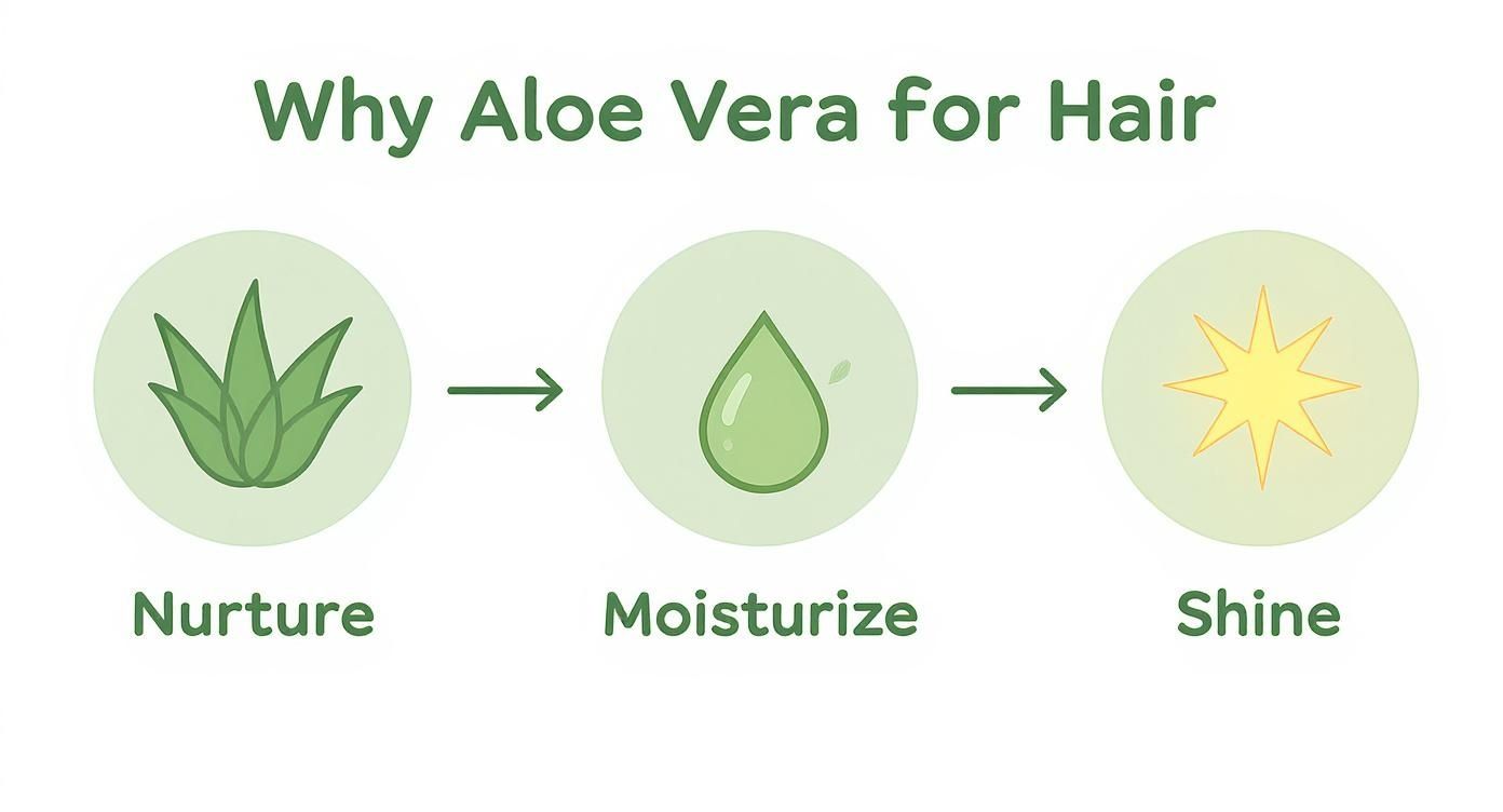 Infographic about aloe vera juice as a leave in conditioner