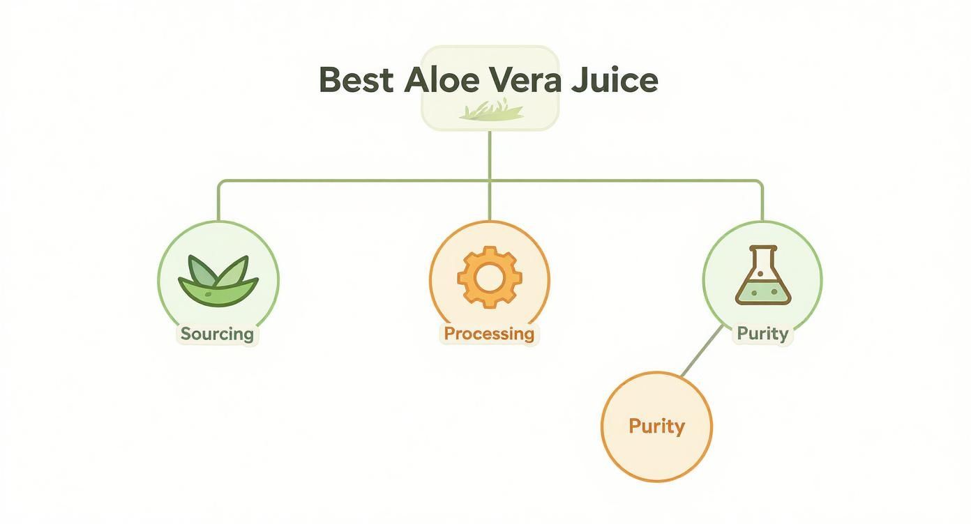 Flowchart showing three key factors for best aloe vera juice: sourcing, processing, and purity with icons