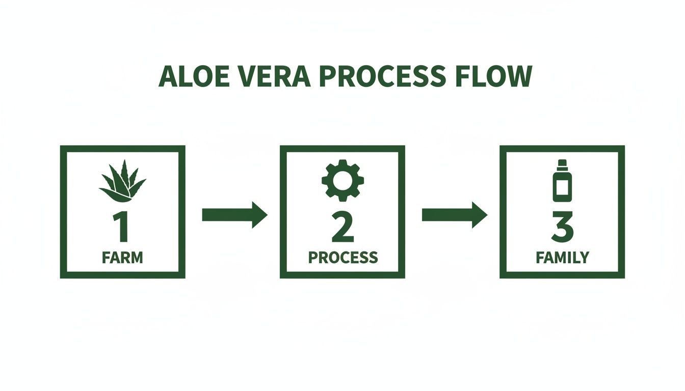 Visual process flow illustrating aloe vera's journey from farm cultivation to processed product for families.