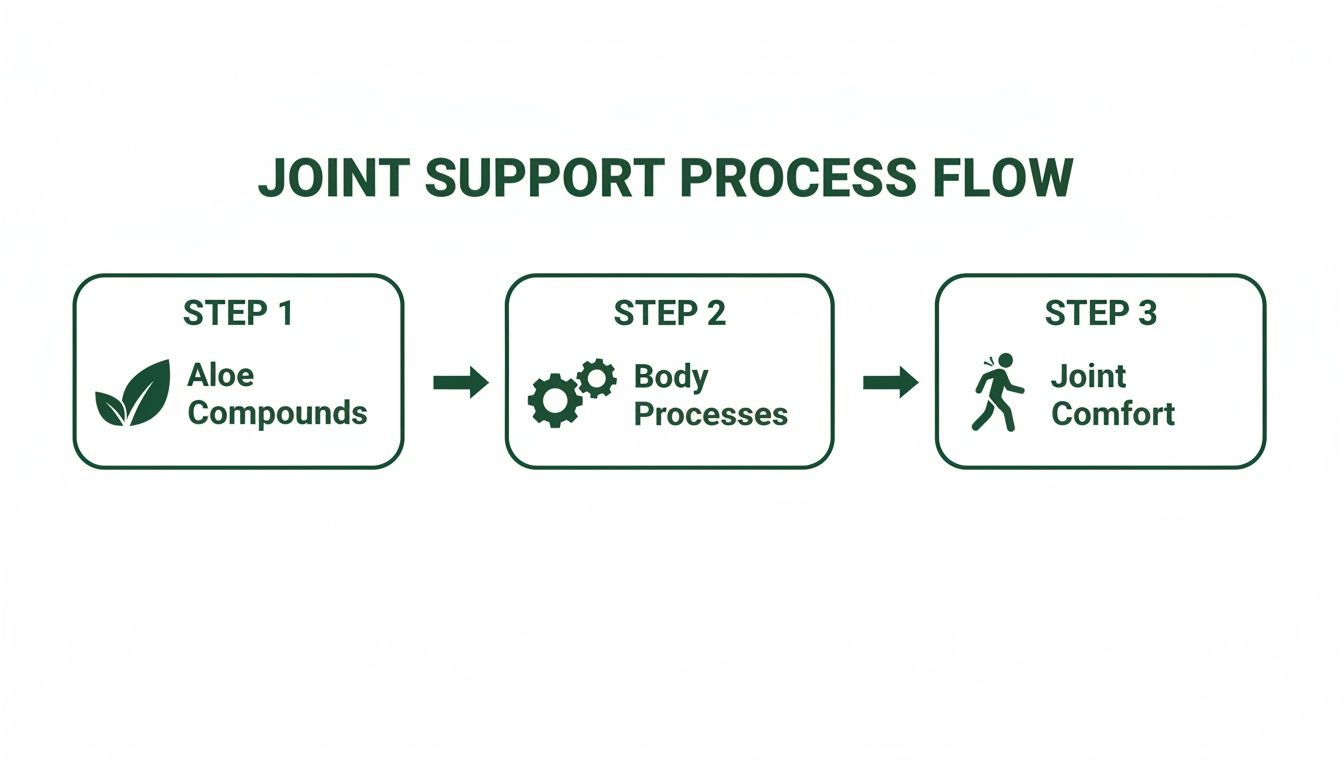 A process flow diagram illustrating how aloe compounds contribute to joint comfort through body processes.