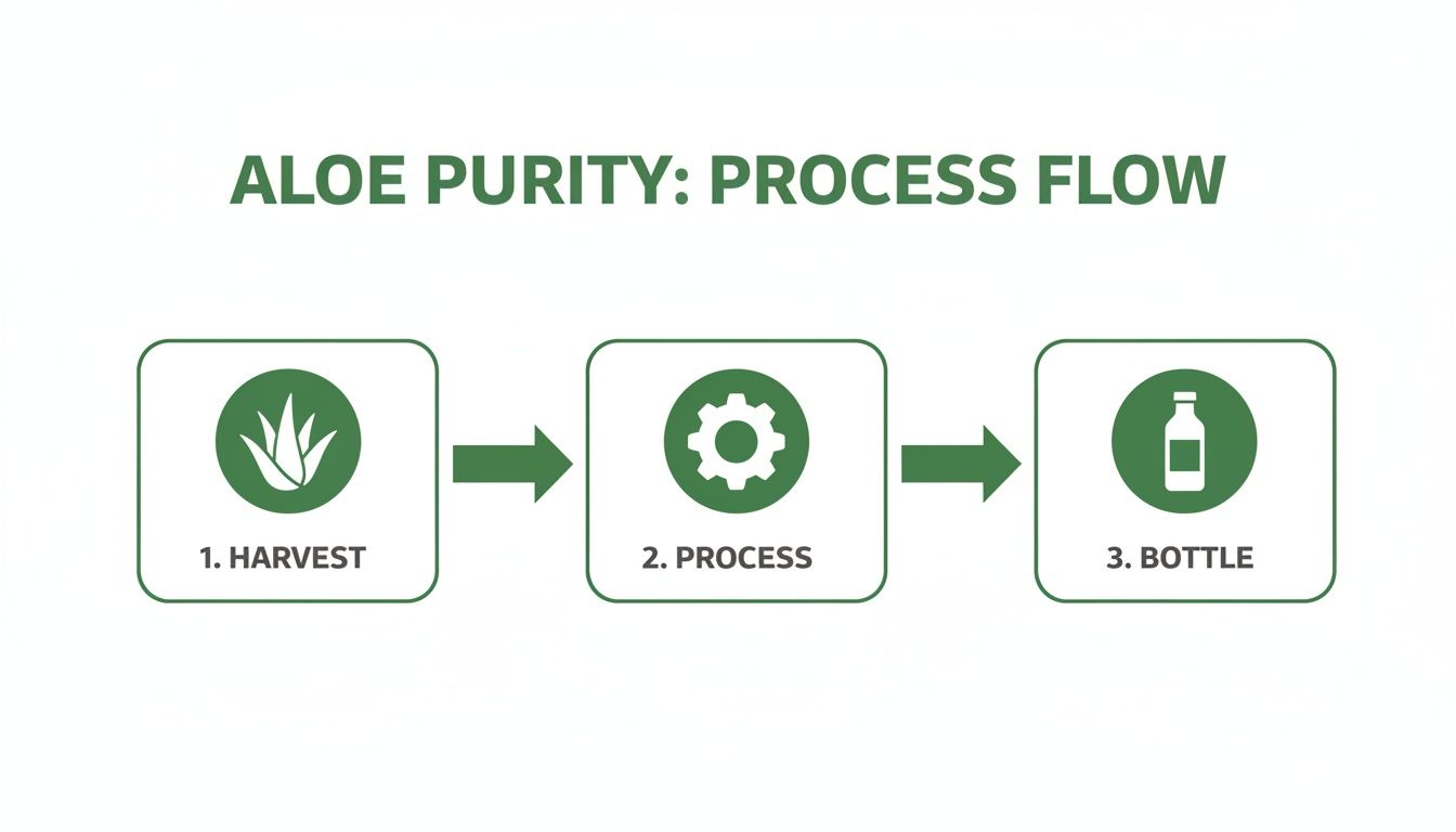 A three-step process flow for aloe purity: 1. Harvest, 2. Process, 3. Bottle.