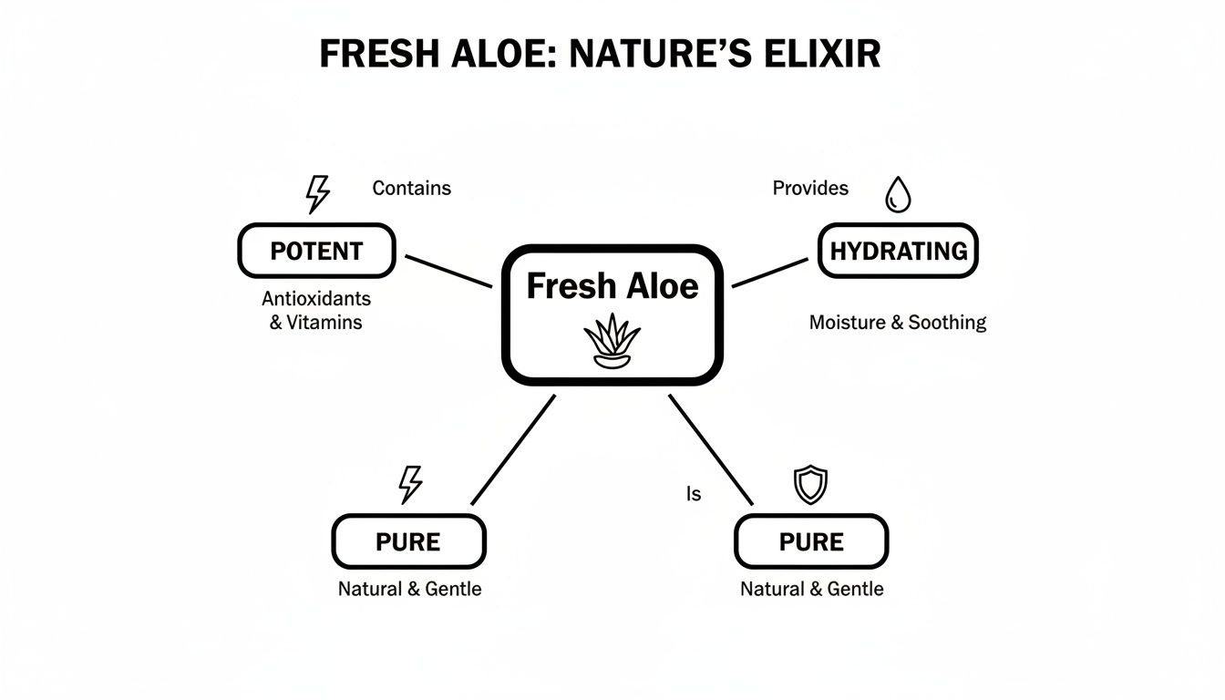 A mind map illustrating the potent, hydrating, and pure benefits of fresh aloe.