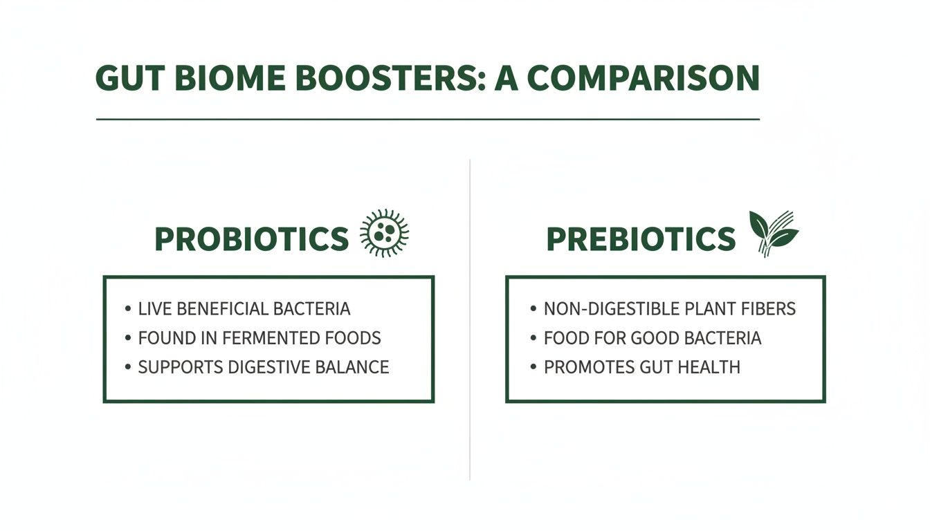 A comparison chart explaining the key differences between probiotics and prebiotics for gut health.