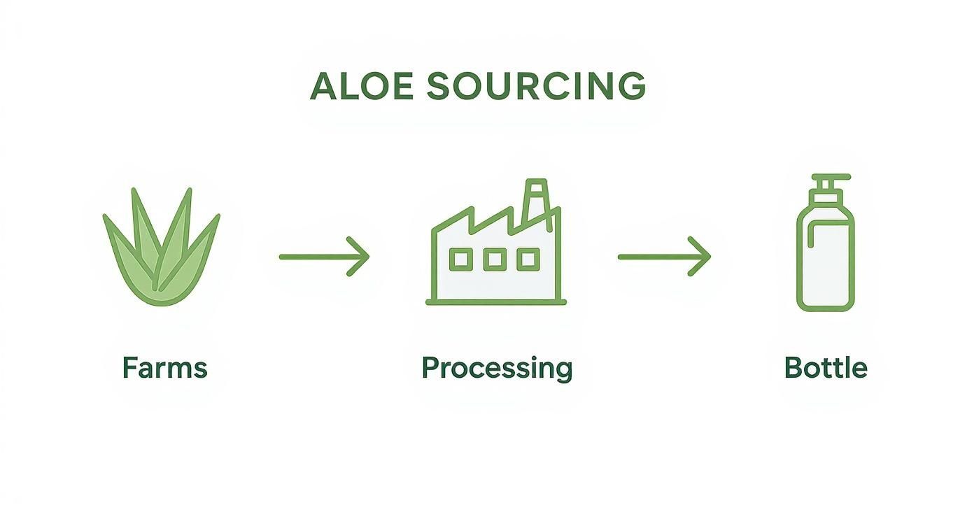 Flowchart showing the aloe sourcing process: aloe plants from farms, to processing, then to a bottle.