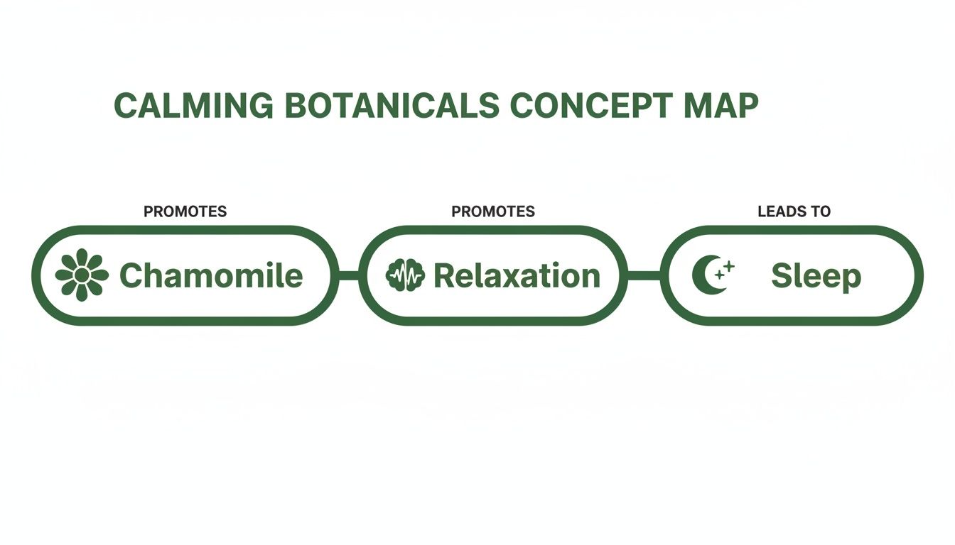 A calming botanicals concept map showing chamomile promotes relaxation, which leads to sleep.