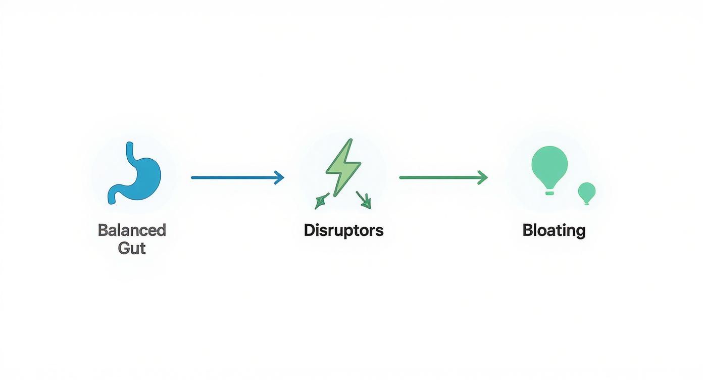 Infographic about natural supports for bloating