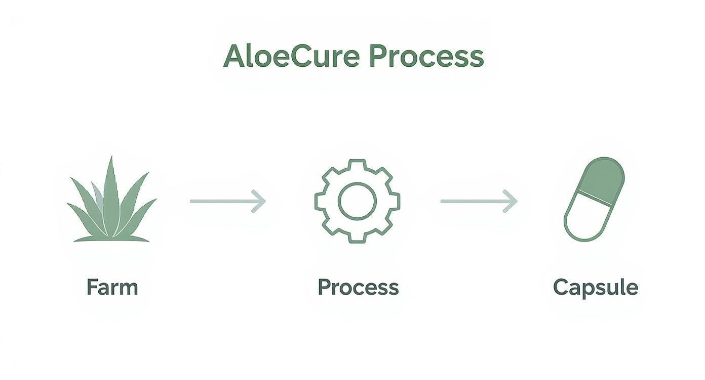 Infographic about aloe vera capsules benefits