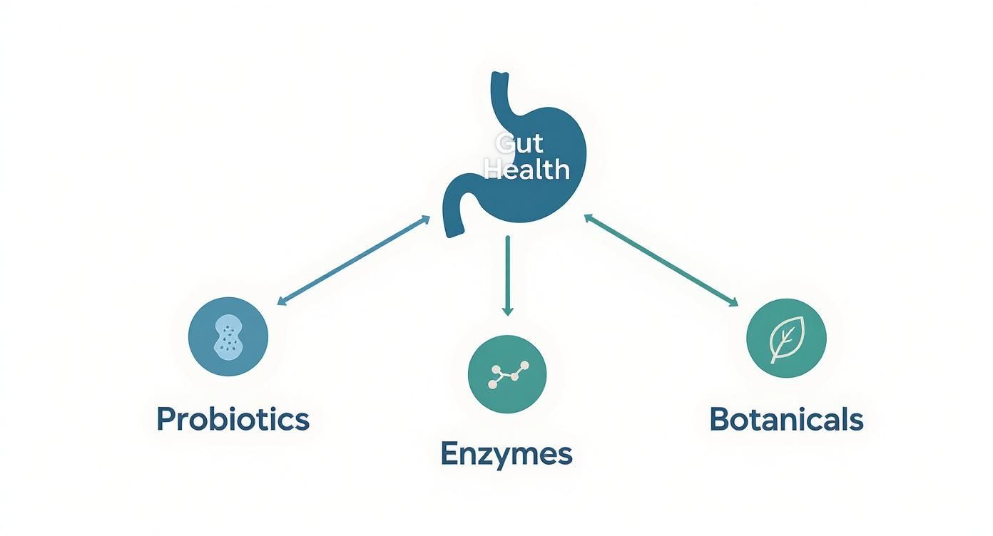 A diagram illustrating gut health supported by probiotics, enzymes, and botanicals with arrows.